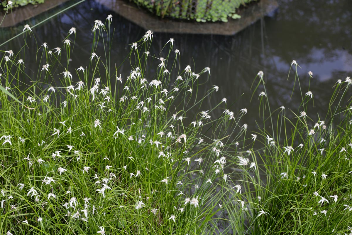 Rhynchospora colorata, Dichromena latifolia, White-Top Sedge, White Star Grass, native wetland plant, native sedge, pond edge plant, water garden plant, rain garden plant, bioswale plant, stormwater plant, wetland restoration plant, flowering sedge, wholesale White-Top Sedge, wholesale wetland plants, commercial landscape plants, Baker Environmental Nursery