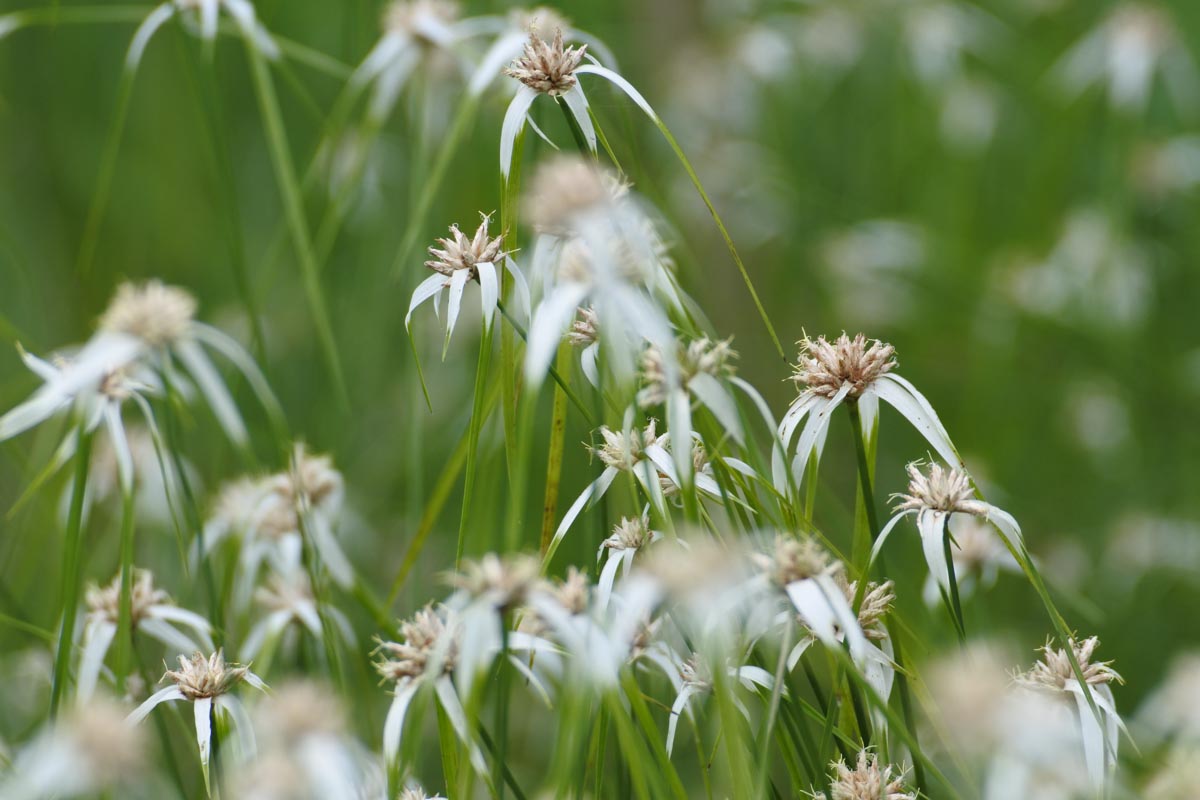 Rhynchospora colorata close-up, White-Top Sedge flower, White Star Grass flower, Dichromena latifolia flower, white star-shaped bracts, flowering native sedge, native wetland sedge, ornamental wetland plant, rain garden plants, pond margin plants, commercial landscape plants, wholesale White-Top Sedge, wholesale native sedges, native plants for sale, Baker Environmental Nursery
