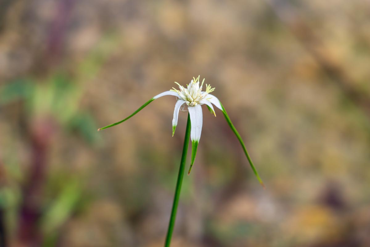 Rhynchospora colorata flower detail, White Star Grass close-up, White-Top Sedge bloom, Dichromena latifolia close-up, white sedge flower, star-shaped wetland flower, native flowering sedge, wetland plant, native aquatic plants, pollinator wetland plant, wholesale Rhynchospora colorata, wholesale native sedges, White-Top Sedge for sale, commercial wetland plants, Baker Environmental Nursery