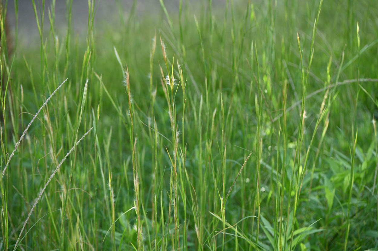 Andropogon virginicus Broomsedge Bluestem growing in a green native meadow