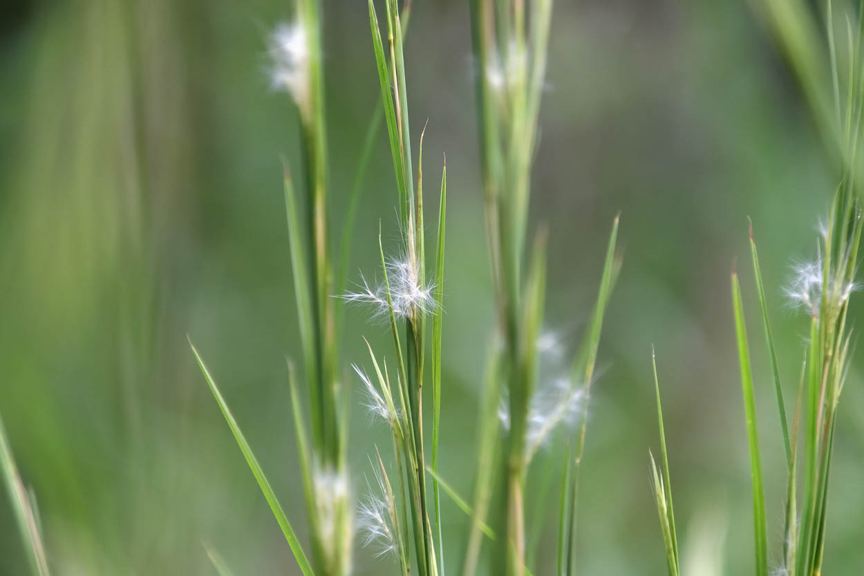 Close-up of Andropogon virginicus Broomsedge Bluestem with fluffy white seed heads