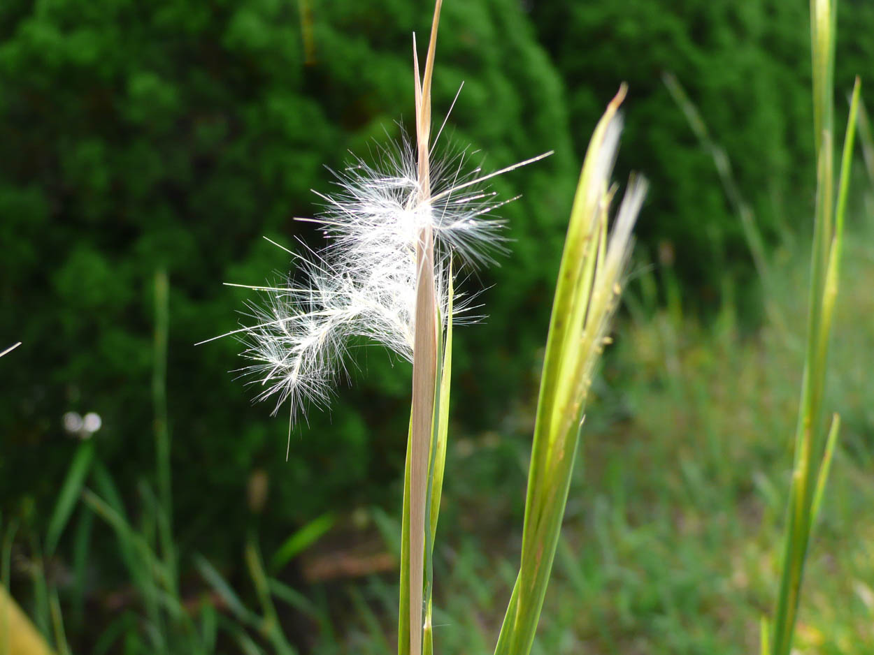 Close-up of silky white Andropogon virginicus Broomsedge Bluestem seed on upright stem