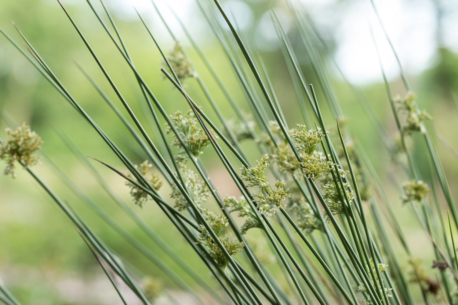 Juncus effusus close-up, Soft Rush close-up, Common Rush plant, Soft Rush seed heads, upright rush stems, native wetland plant, emergent aquatic plant, stormwater plant, bioswale vegetation, retention pond plant, wholesale wetland plants, Baker Environmental Nursery