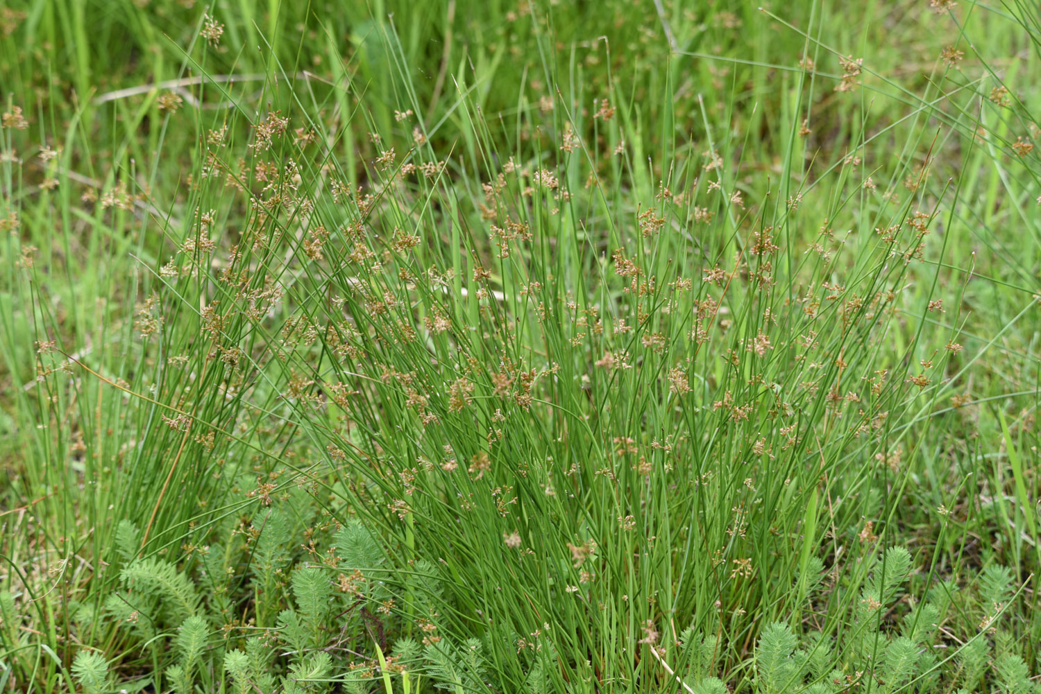 Juncus effusus clump, Soft Rush in wet meadow, Common Rush habitat, native rush plant, rain garden plant, stormwater retention vegetation, wetland restoration plant, erosion control plant, biofiltration plant, saturated soil plant, wholesale Soft Rush, commercial wetland plants