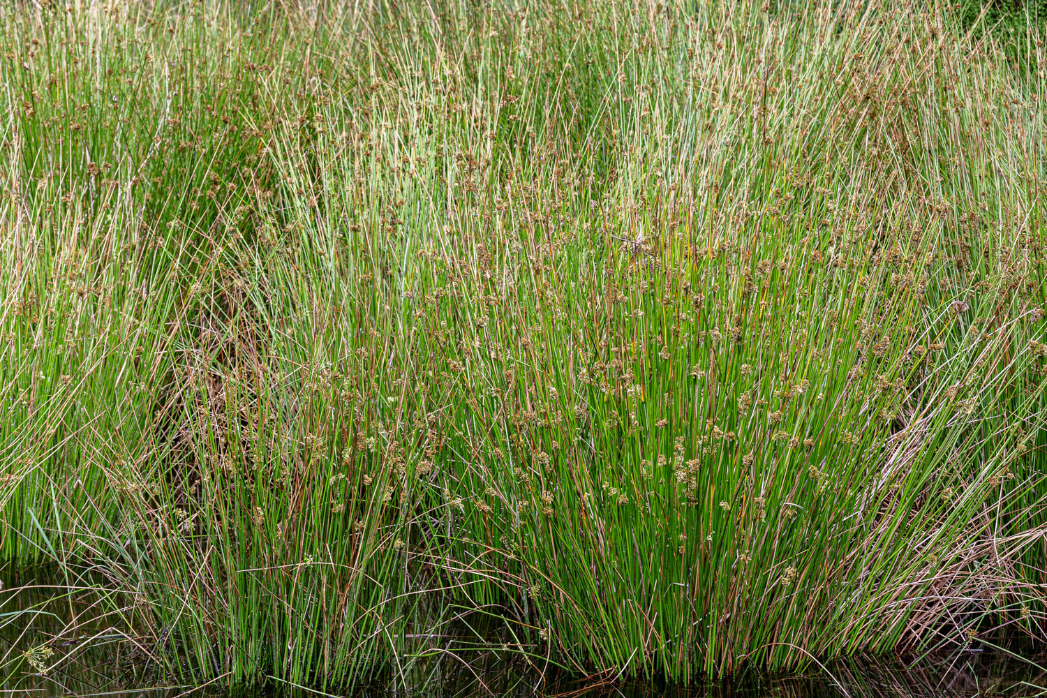 Dense Juncus effusus planting, established Soft Rush, Common Rush colony, retention basin vegetation, pond bank stabilization, stormwater management plants, wetland mitigation plants, native emergent plants, soil stabilization plants, large-scale restoration planting, wholesale native plants, commercial landscape plants