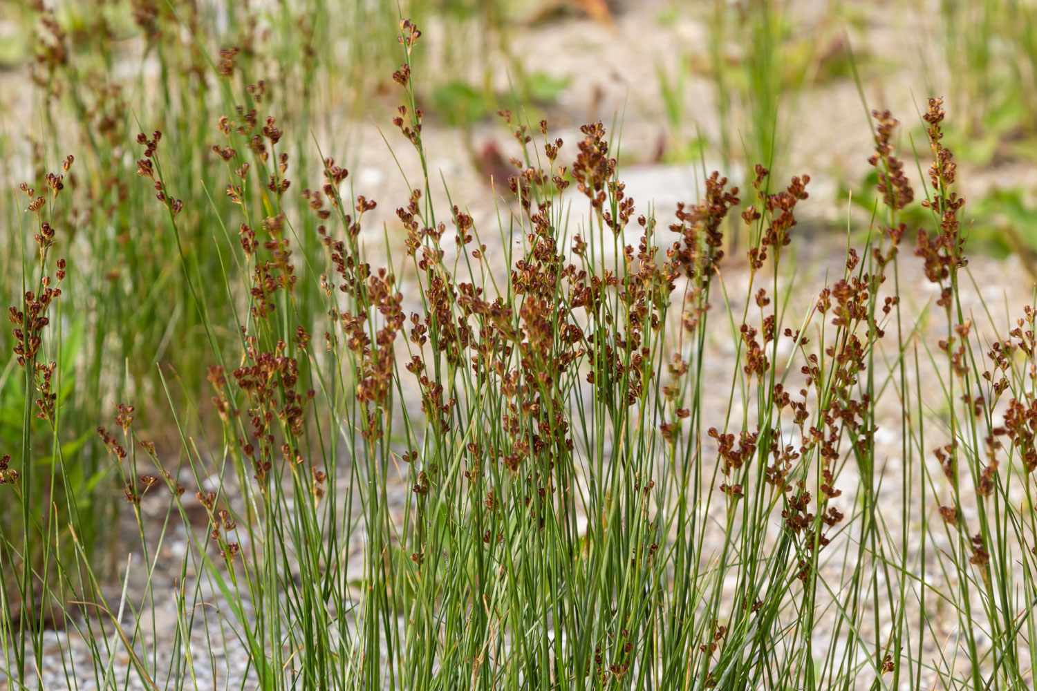 Juncus effusus seed heads, mature Soft Rush, Common Rush flowering stems, Soft Rush seeds, native wetland rush, wetland habitat plant, rain garden vegetation, bioswale plant material, stormwater filtration plant, nutrient uptake plant, wholesale aquatic plants, Baker Environmental Nursery Soft Rush