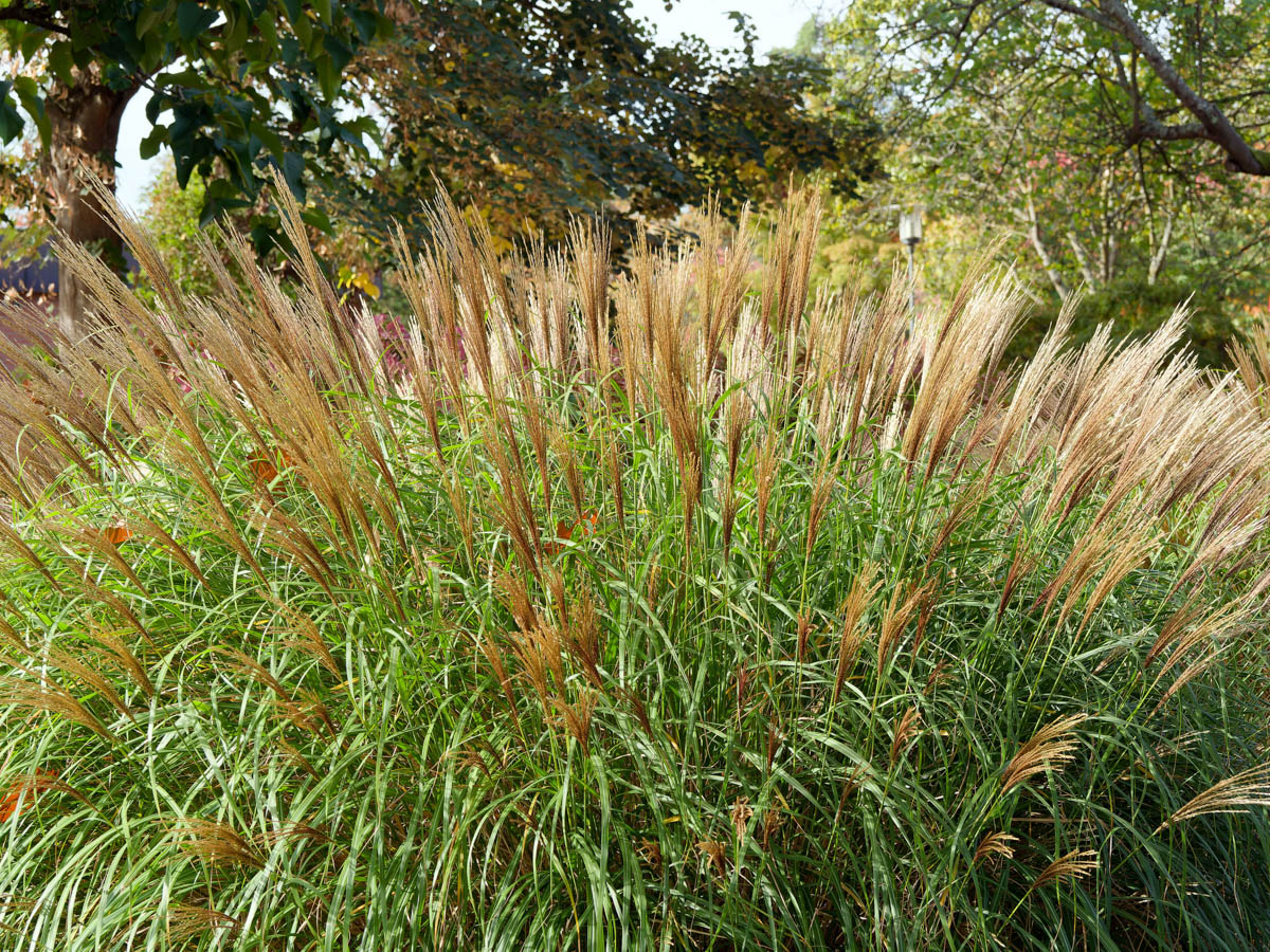 Calamagrostis &times; acutiflora Karl Foerster, Karl Foerster Feather Reed Grass, mature Feather Reed Grass, golden ornamental grass plumes, upright ornamental grass, fall ornamental grass, mass planting grass, commercial landscaping grass, landscape design plant, perennial ornamental grass, wholesale Feather Reed Grass, wholesale ornamental grasses, Baker Environmental Nursery