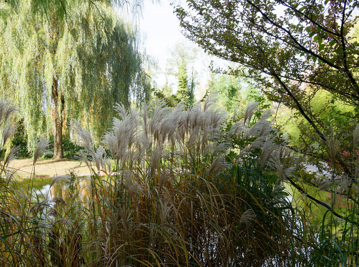 Karl Foerster waterside planting, Feather Reed Grass near pond, Calamagrostis Karl Foerster landscape, tall ornamental grass, ornamental grass plumes, landscape texture plant, pondside ornamental grass, commercial landscape planting, mass planting ornamental grass, wholesale Karl Foerster, Feather Reed Grass for sale, Baker Environmental Nursery