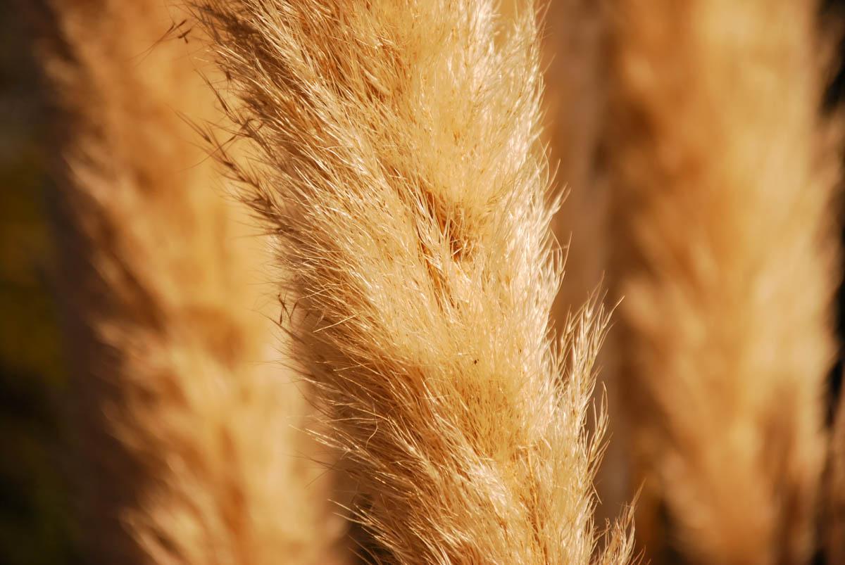 Karl Foerster flower plume, Feather Reed Grass close-up, Calamagrostis seed head, golden grass plume, ornamental grass texture, Feather Reed Grass flowers, seasonal ornamental grass, upright flower spike, landscape accent grass, wholesale ornamental grass, Karl Foerster for sale, Baker Environmental Nursery