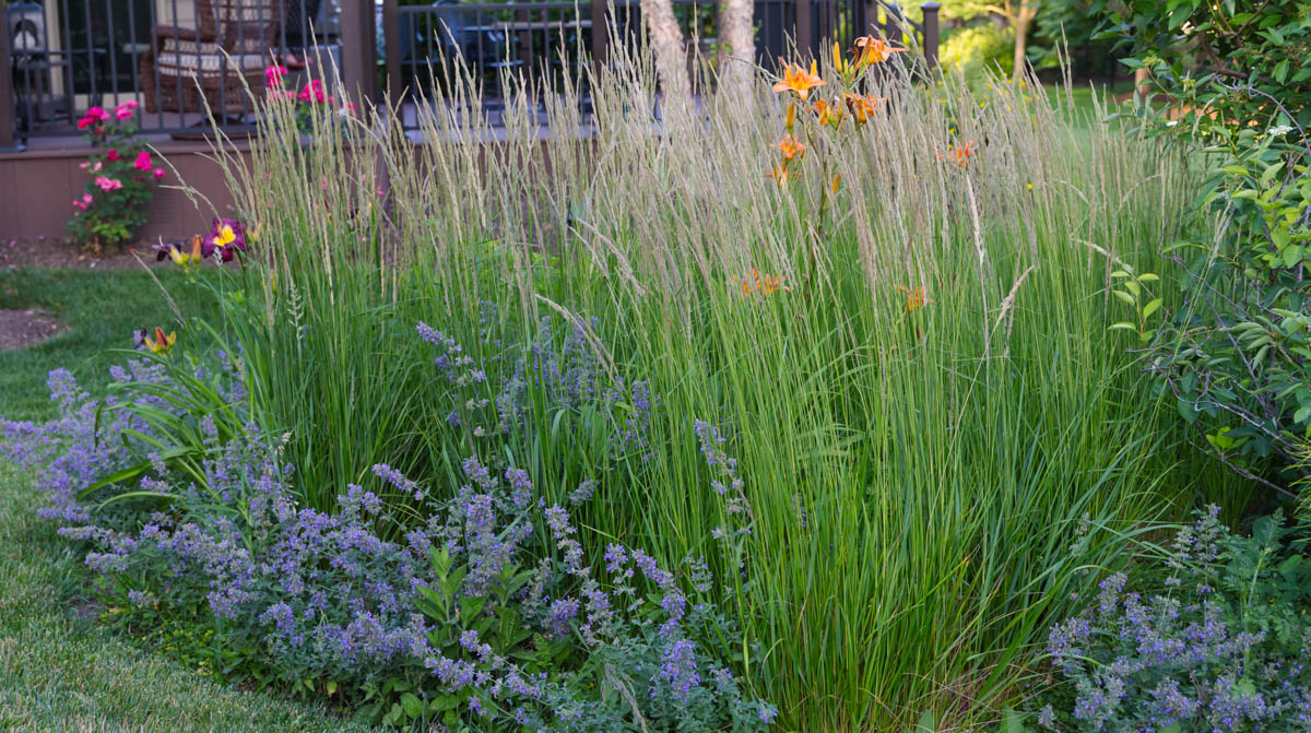 Karl Foerster mixed planting, Feather Reed Grass landscape design, Calamagrostis perennial border, upright landscape grass, vertical accent plant, ornamental grass with perennials, commercial landscape design, mass planting grass, low-maintenance ornamental grass, wholesale Karl Foerster, landscape contractor plants, Baker Environmental Nursery