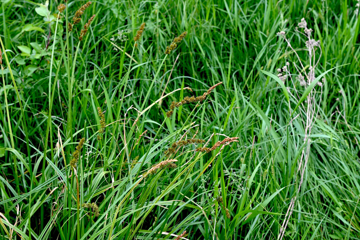 Carex vulpinoidea Fox Sedge growing among wetland grasses with mature brown seed heads