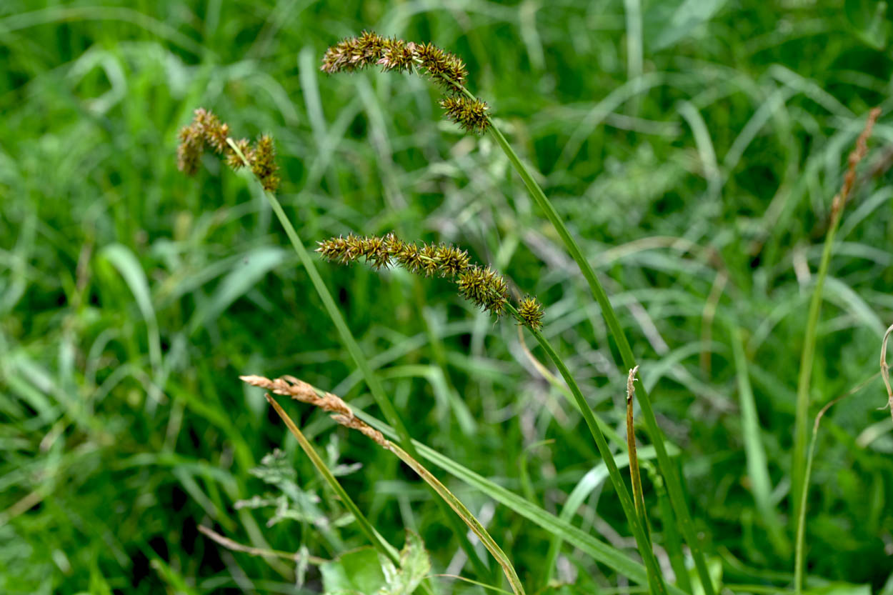 Carex vulpinoidea Fox Sedge with mature arching seed heads in a native wetland setting