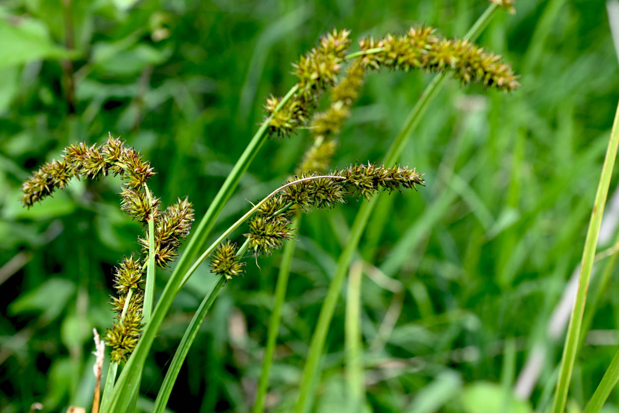 Carex vulpinoidea Fox Sedge with arching bristly seed clusters above green wetland foliage