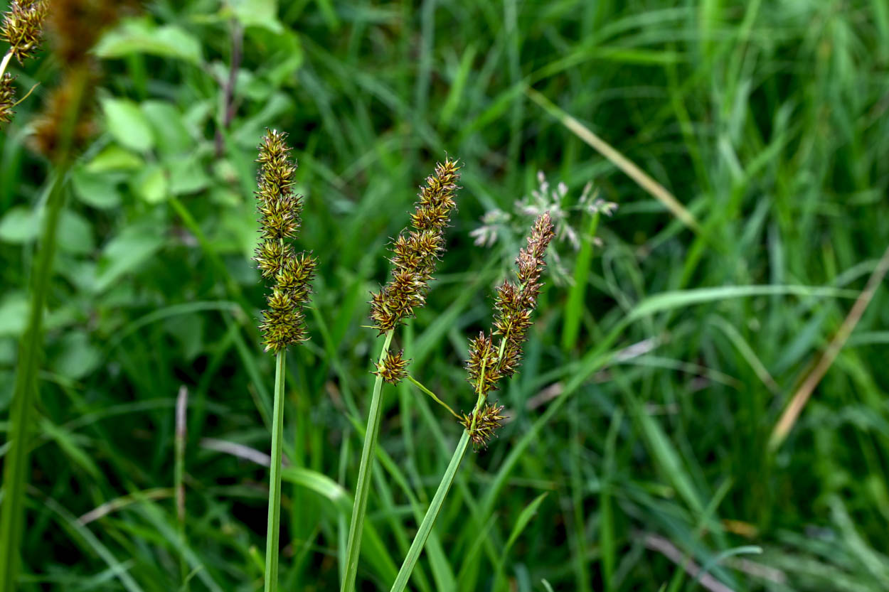Close-up of Carex vulpinoidea Fox Sedge showing dense brown-green foxtail seed spikes