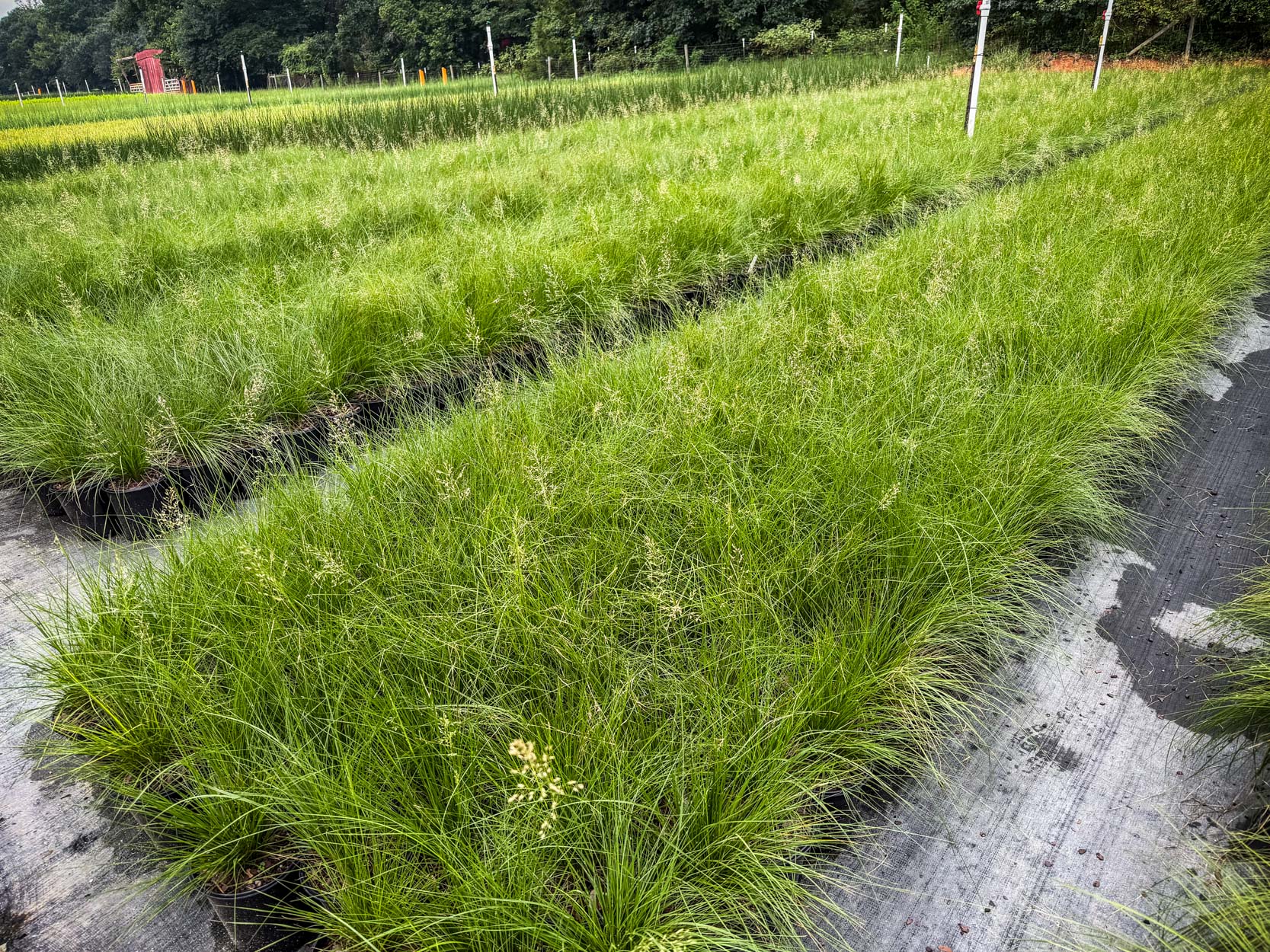 Wholesale Sporobolus heterolepis, Prairie Dropseed wholesale quantity, native grass production, landscape contractor plants, municipal landscape plants, developer landscape plants, commercial nursery inventory, bulk Prairie Dropseed, native plants for large projects, wholesale nursery Georgia, commercial plant supplier, Baker Environmental Nursery