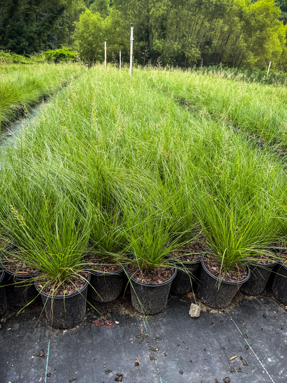 Prairie Dropseed ready for installation, Sporobolus heterolepis wholesale, commercial landscape installation, professional nursery stock, native grass containers, uniform Prairie Dropseed plants, mass planting material, native meadow grass, landscape architect plants, wholesale ornamental grass, Georgia native plant nursery, Baker Environmental Nursery