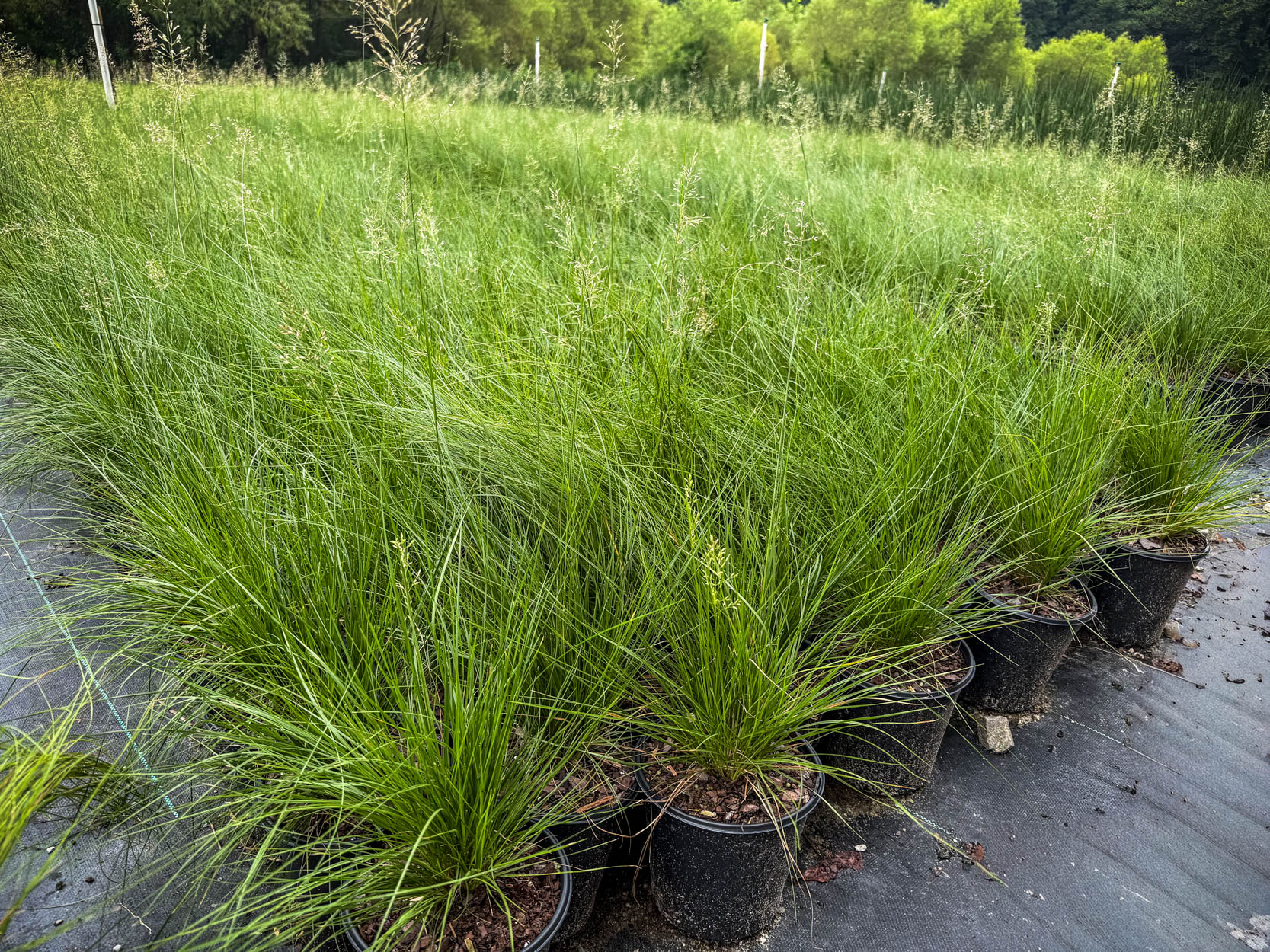 Sporobolus heterolepis, Prairie Dropseed, container-grown Prairie Dropseed, Prairie Dropseed nursery stock, native ornamental grass, fine-textured native grass, flowering Prairie Dropseed, wholesale native grasses, commercial landscape plants, meadow planting grass, landscape contractor plants, Baker Environmental Nursery