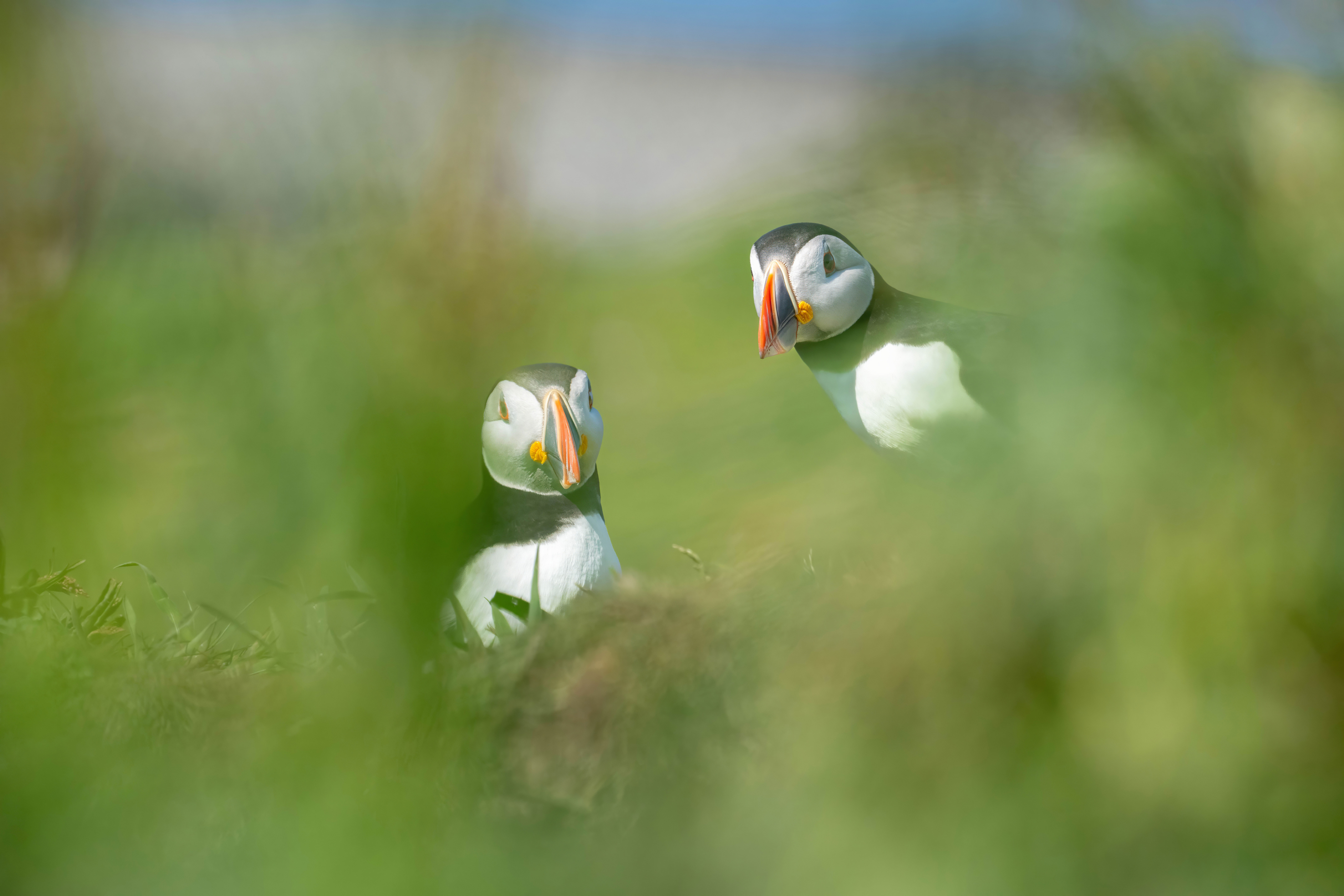bird photography