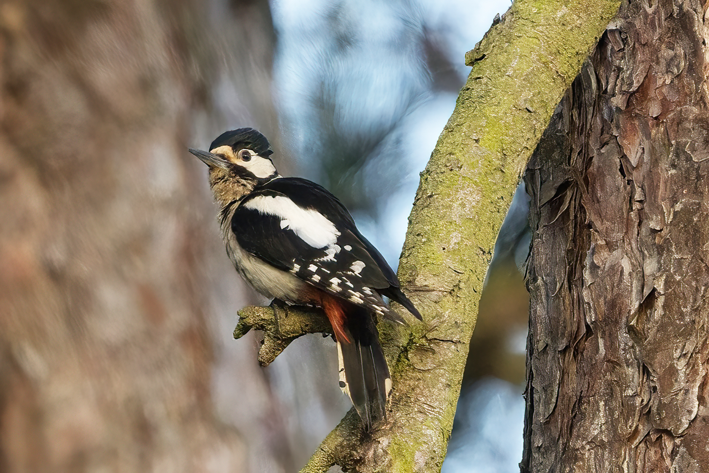 wildlife photography composition