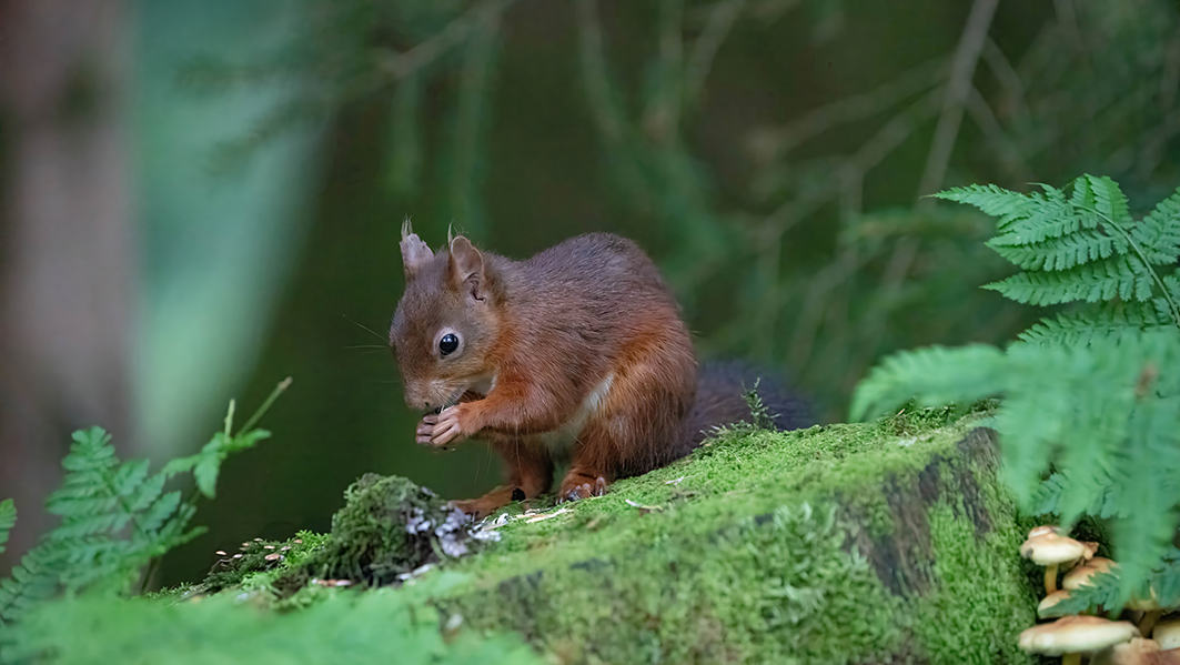 red squirrel hide