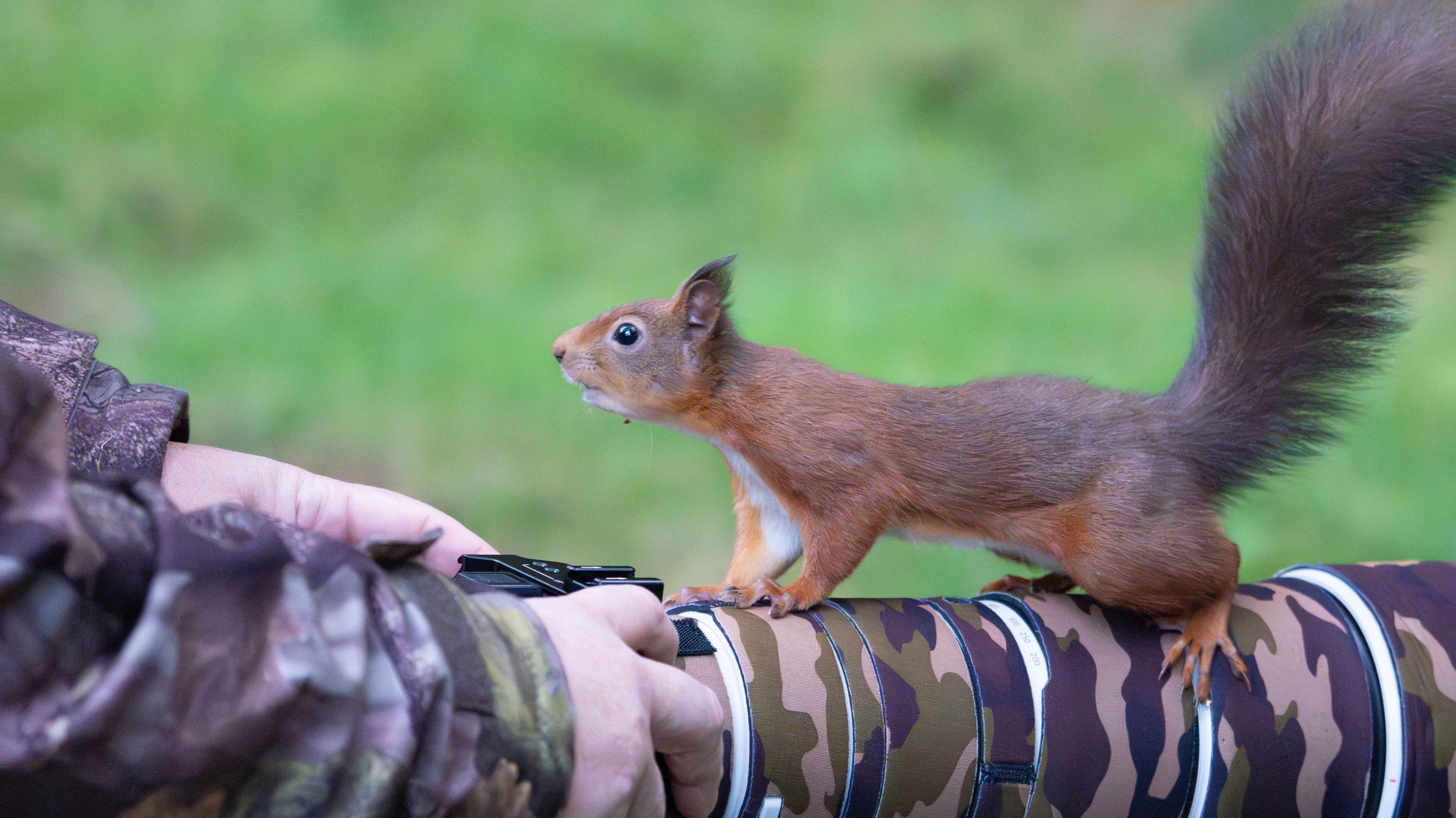 wildlife photography lens
