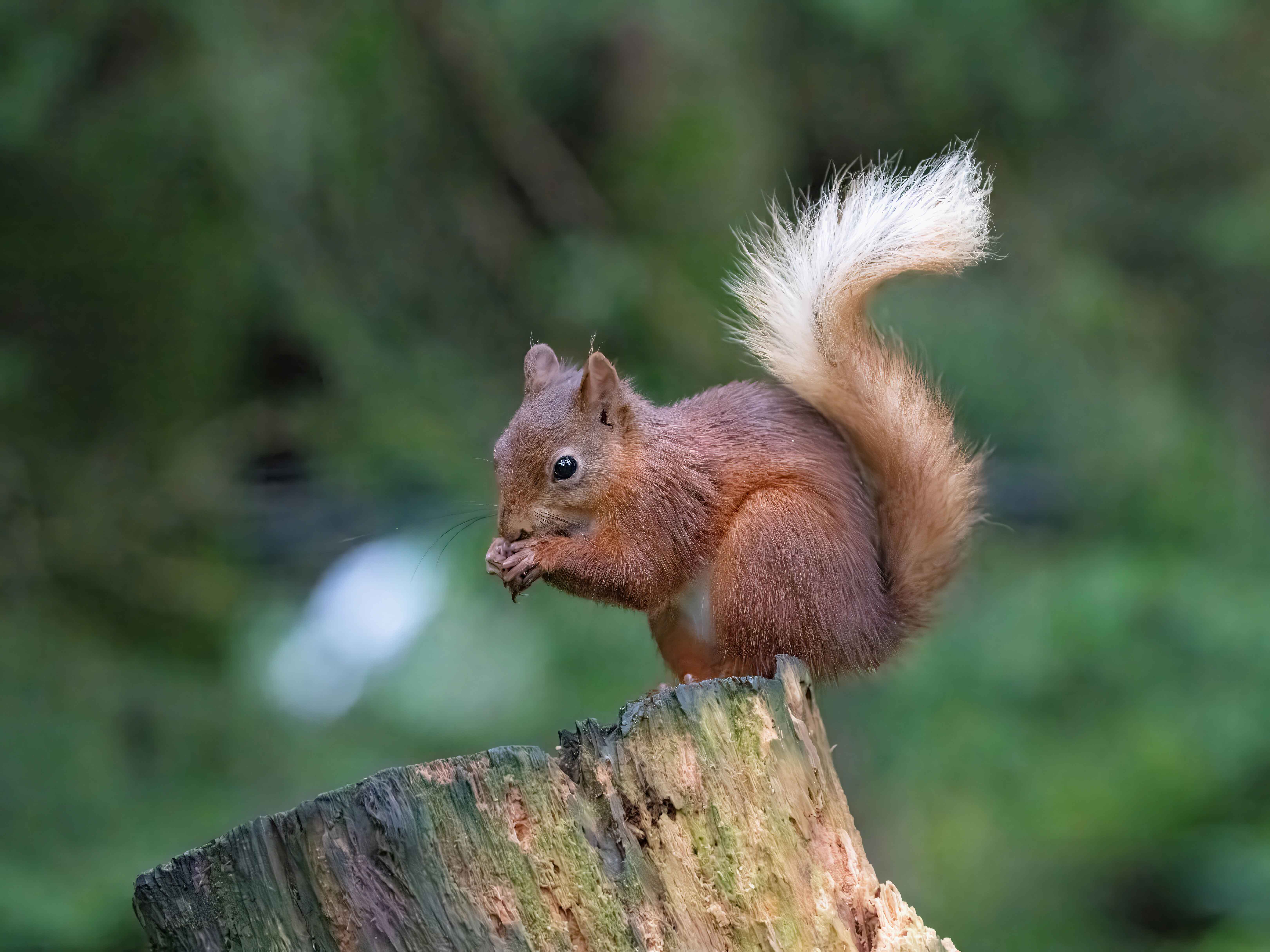 photographing red squirrels