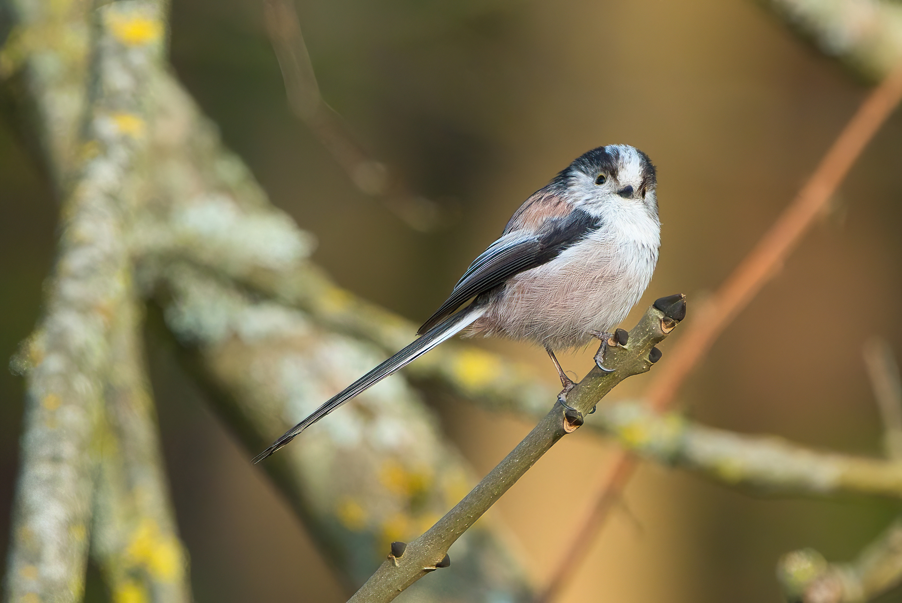 british birds print