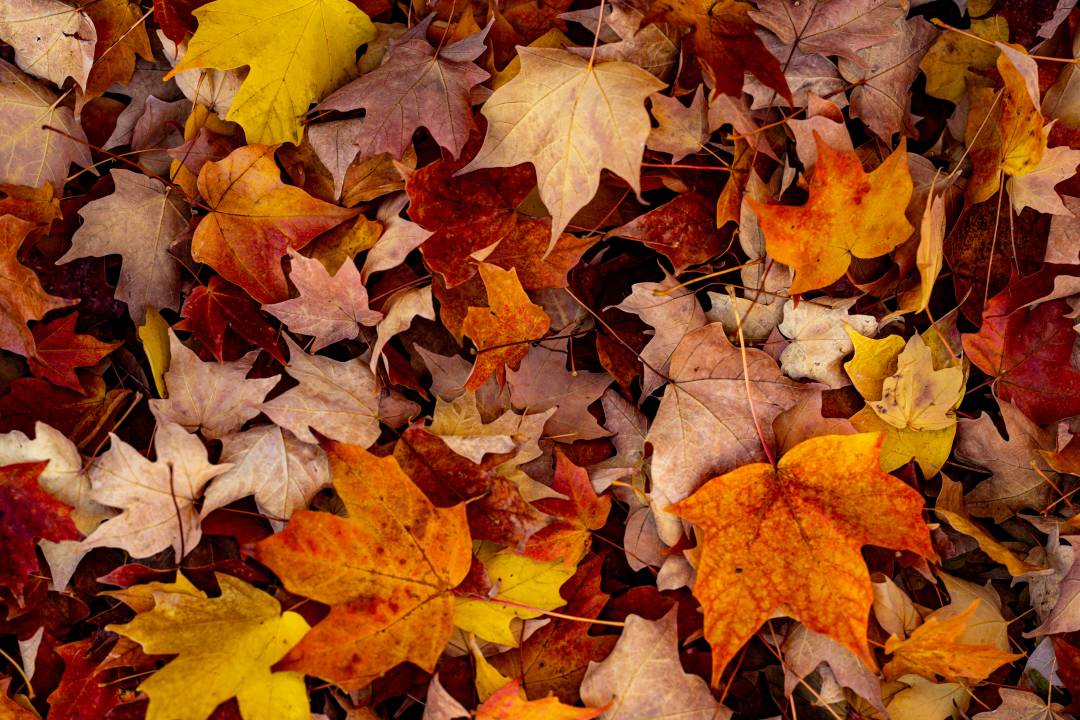 winterizing garden