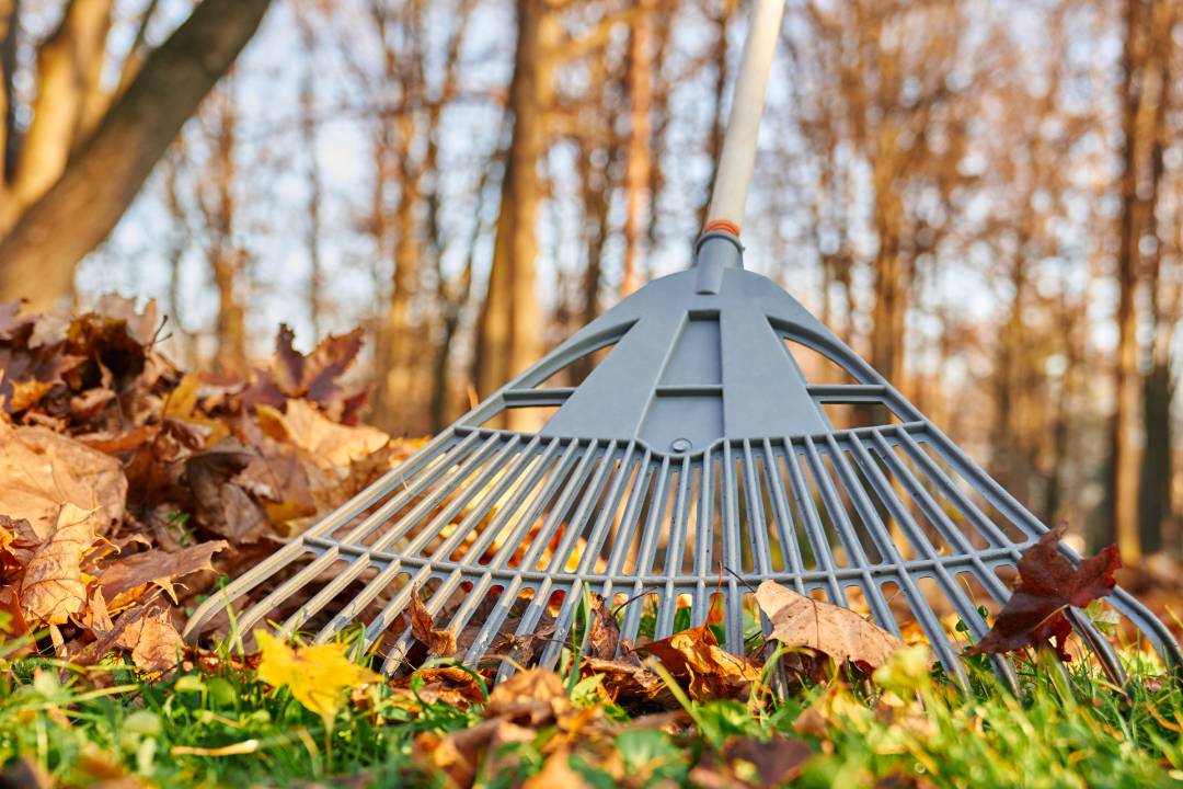 fall cleanup landscaping