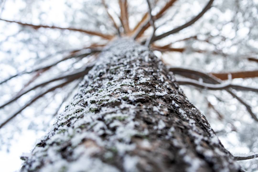 snowy pine trees