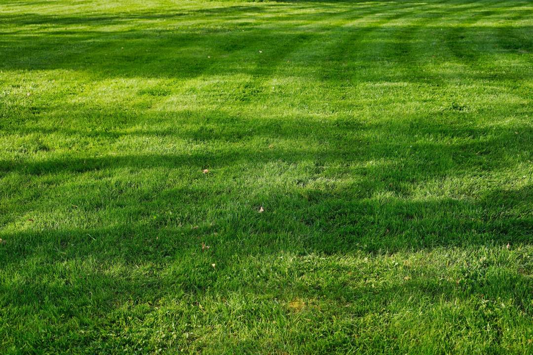 green grass lawn