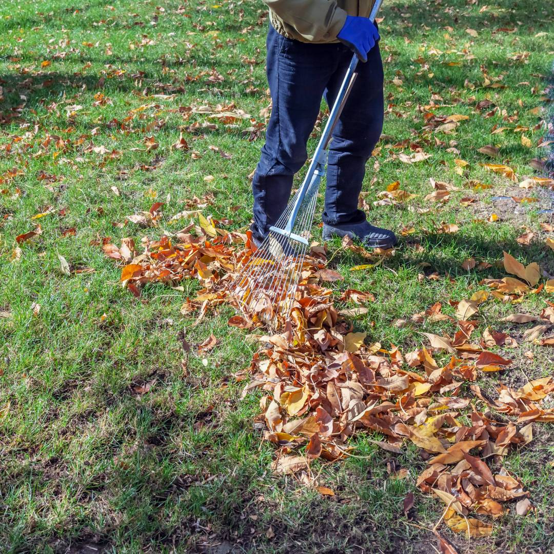 rake leaves