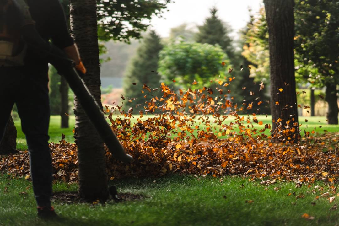 fall lawn cleanup