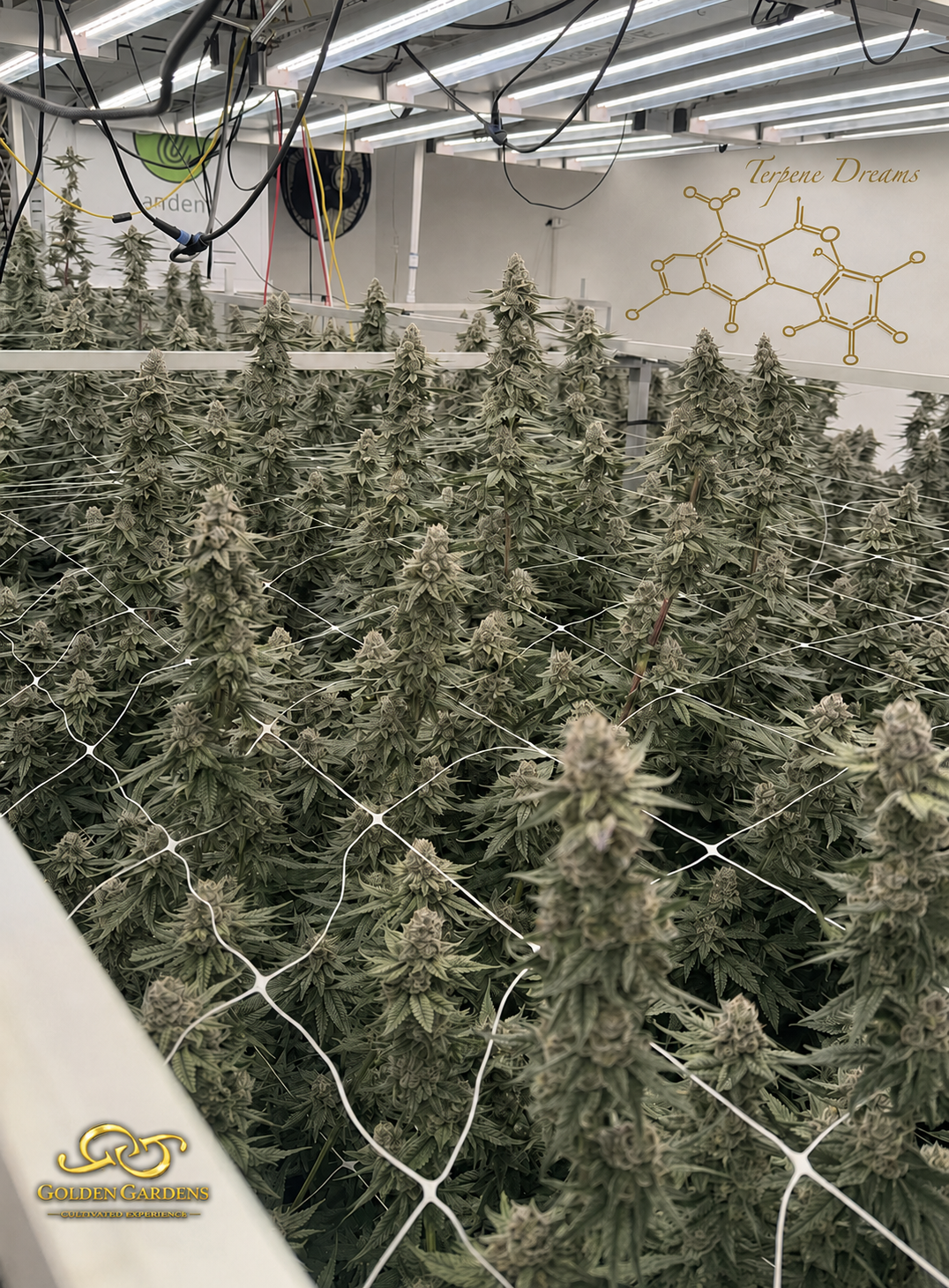 Blue Dream Cannabis Sativa flowering room