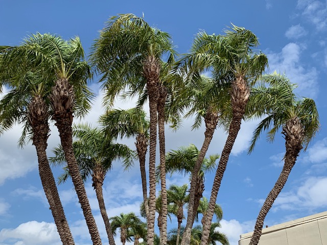 florida palm trees
